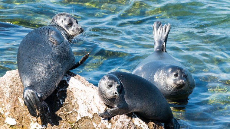 Озеро Байкал Нерпа Байкальская