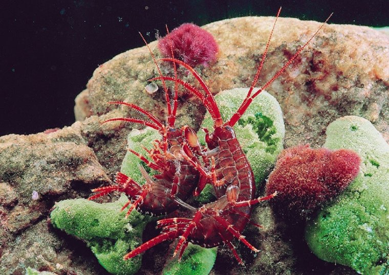 Растительный и животный мир Байкала