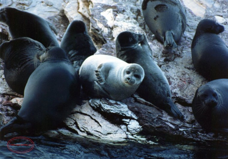 Байкальская Нерпа