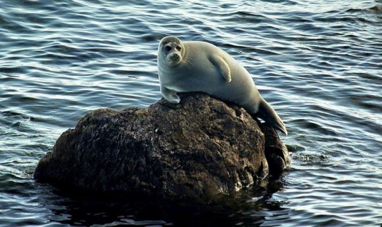 Озеро Байкал Нерпа Байкальская