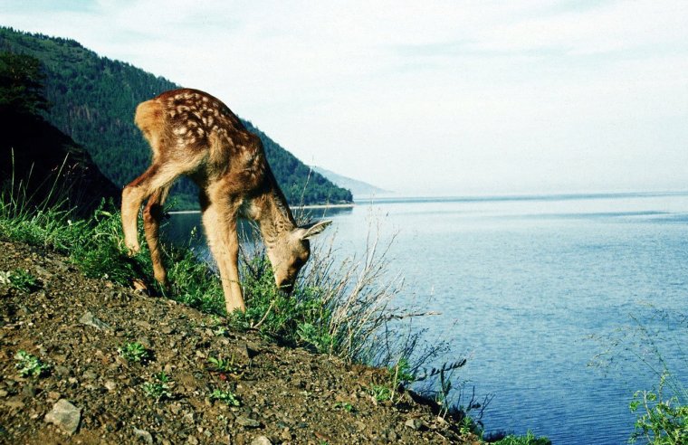 Озеро Байкал фауна