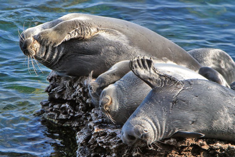 Забайкальский национальный парк нерпы