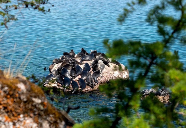 Архипелаг Ушканьи острова