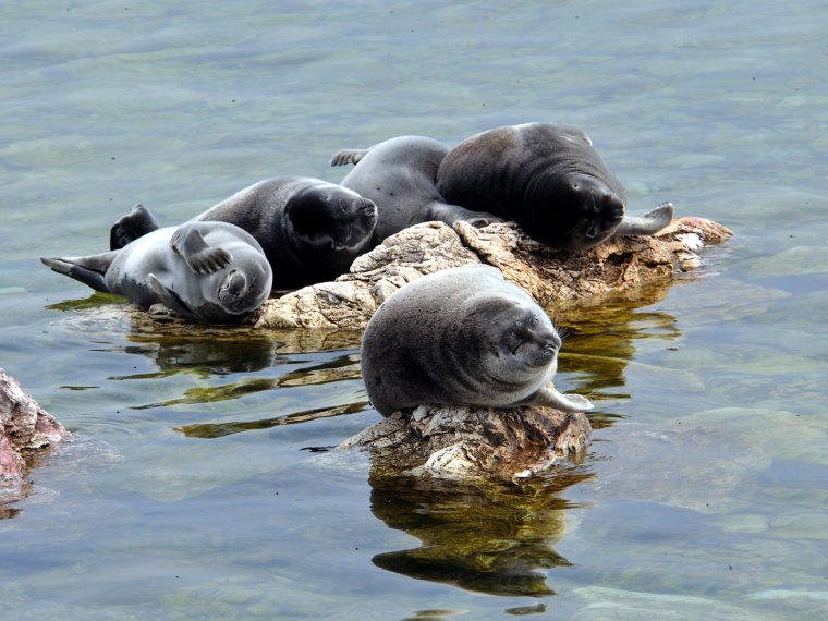 Байкальская Нерпа Баргузинский заповедник