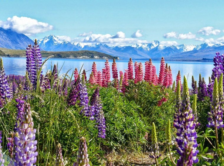 Озеро Байкал растения