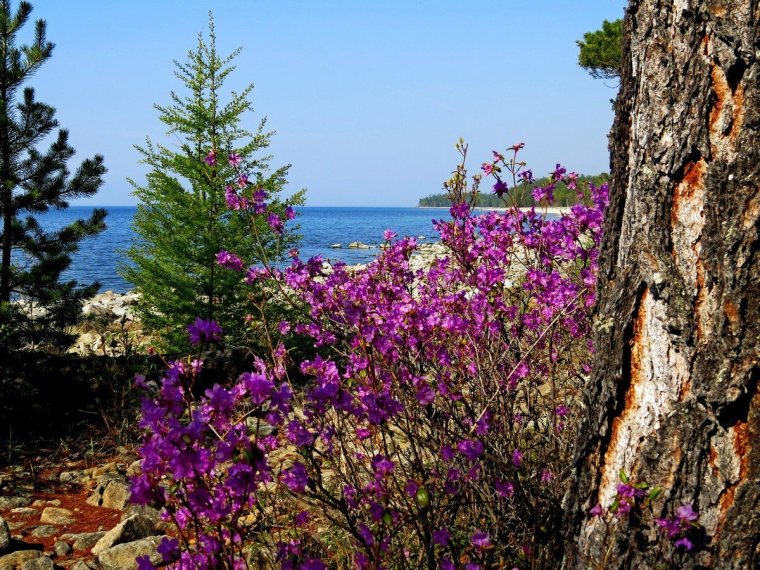 Баргузинский багульник