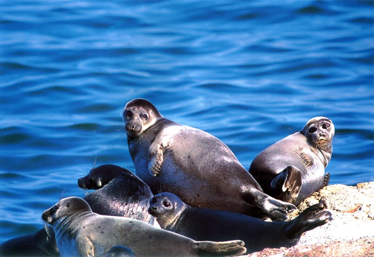 Эндемики Байкала Нерпа