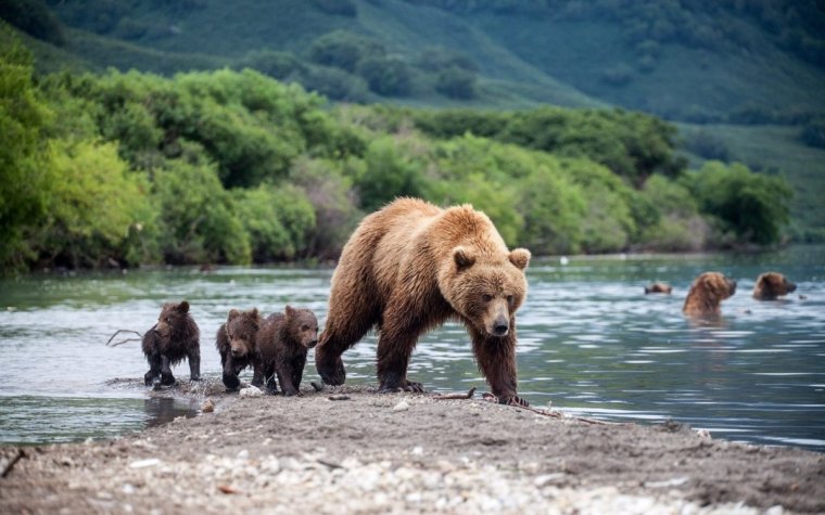 Байкало-Ленский заповедник медведь