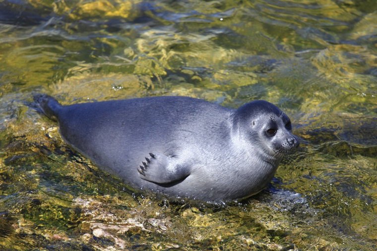Каспийская кольчатая Нерпа