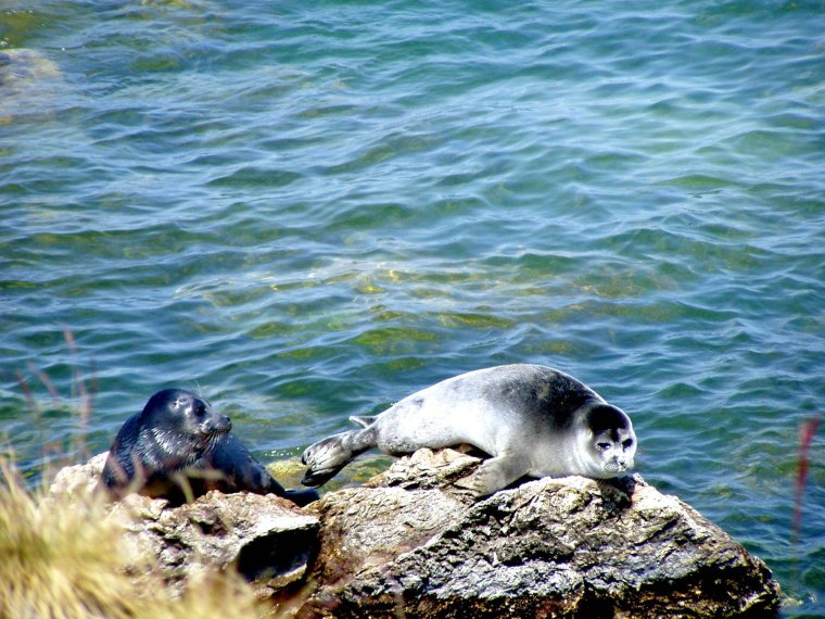 Байкальская Нерпа