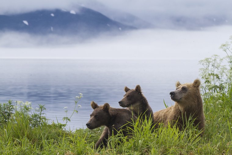 Южно-Камчатский заказник Курильское озеро