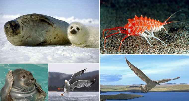 Обитатели озера Байкал