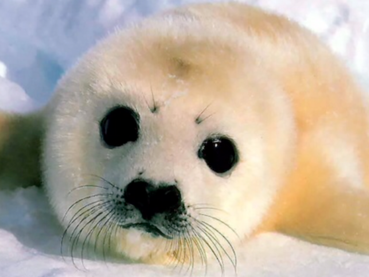 Бельки нерпы на Байкале