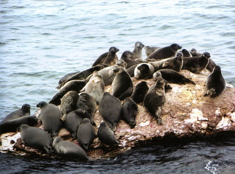 Чивыркуйский залив нерпы
