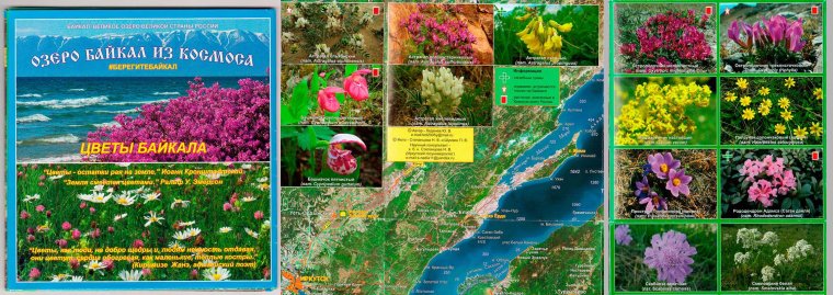 Растительный мир Прибайкалья для детей