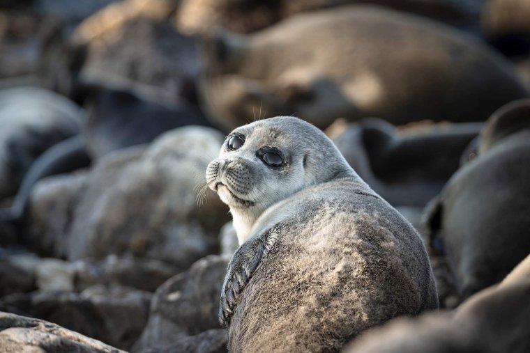 Байкальская Нерпа летом