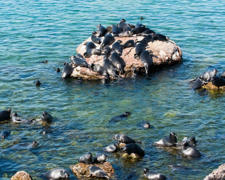 Байкальская Нерпа Легенда Байкала