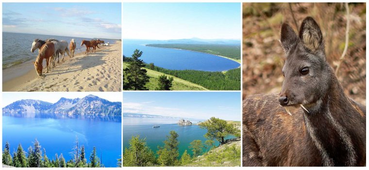 Животные острова Ольхон