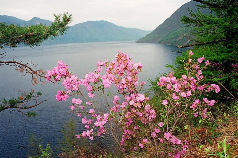 Телецкое озеро маральник