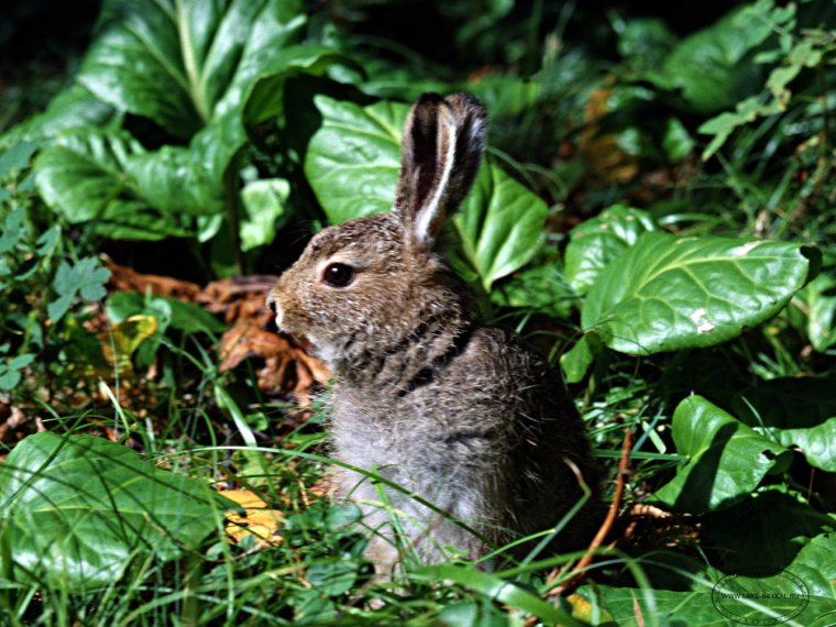 Звери Байкала