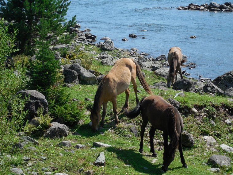 Флора Телецкого озера