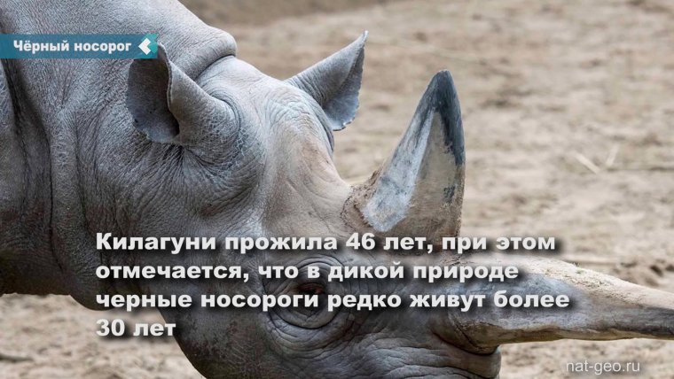 Носорог против слона бои