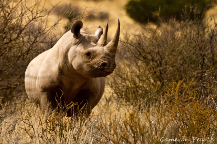 Носорог бежит