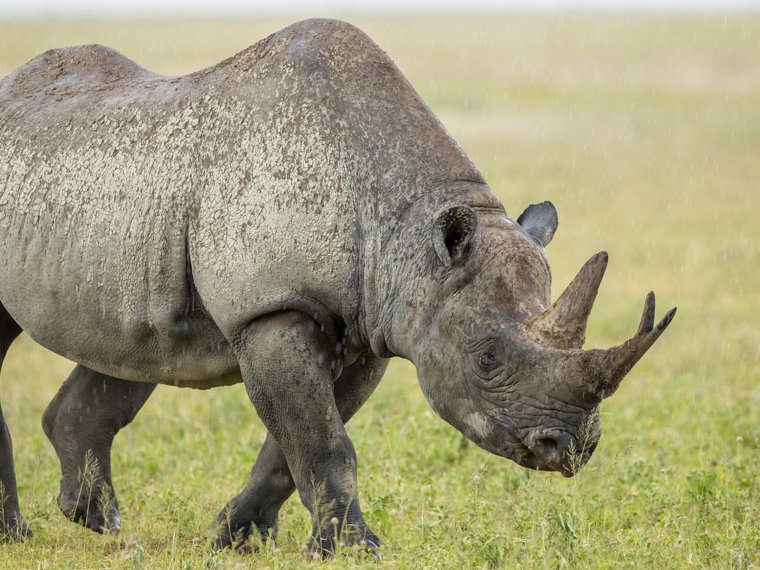 Rhino facts for Kids