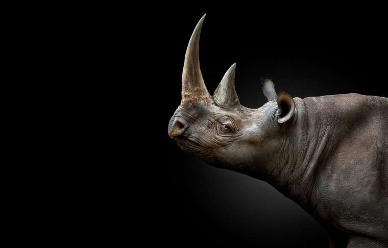 Один носорог на фоне