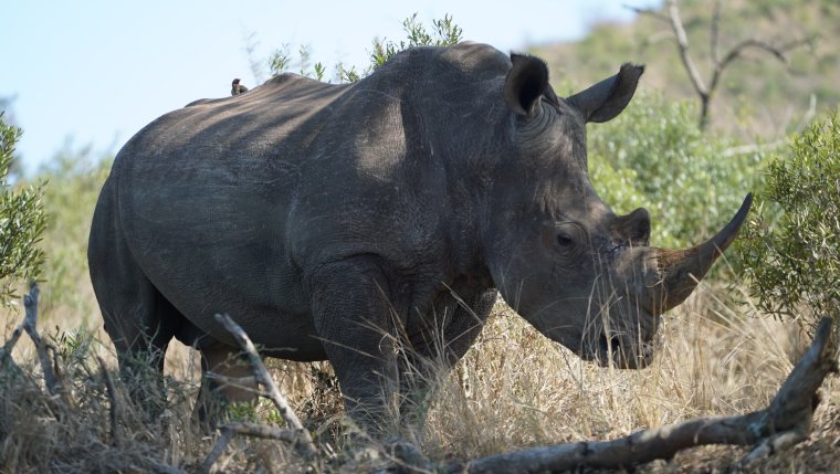 Воловьи птицы и носорог