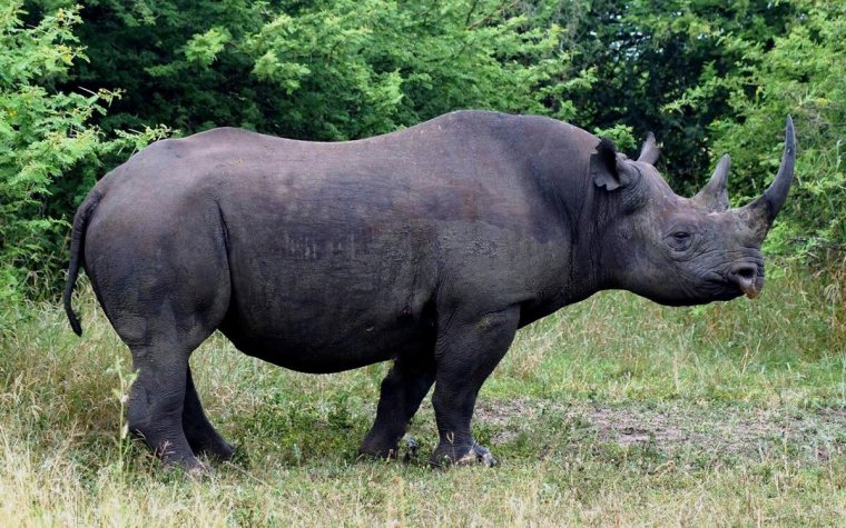 Западный черный носорог вымерший вид