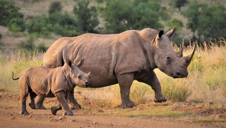 Африканский белый носорог