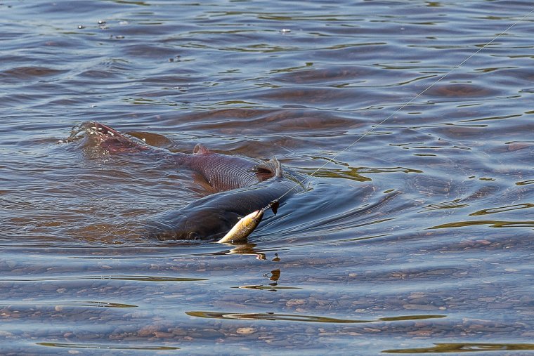 Животные реки Лена