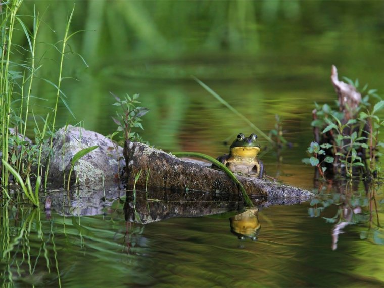 С дрбрымиутром природа