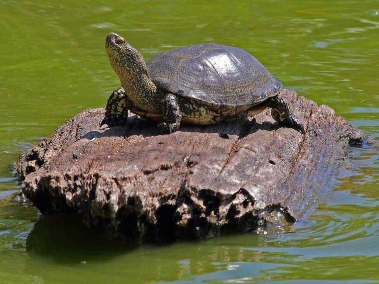 Европейская Болотная черепаха