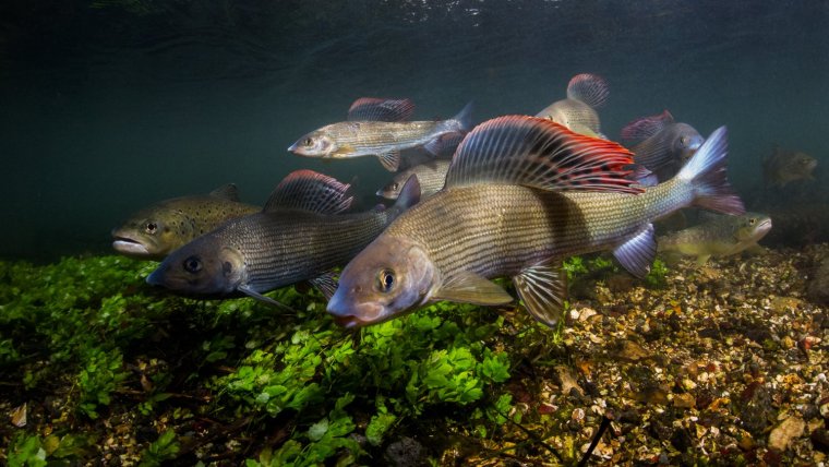 Рыба в озере