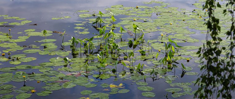 Река Обь растения реки