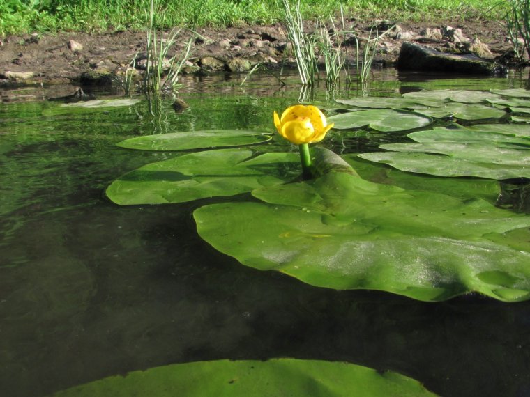 Кувшинка Сахалина