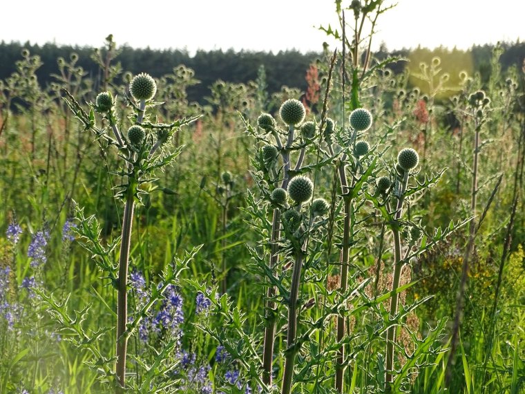 Растения реки Оки