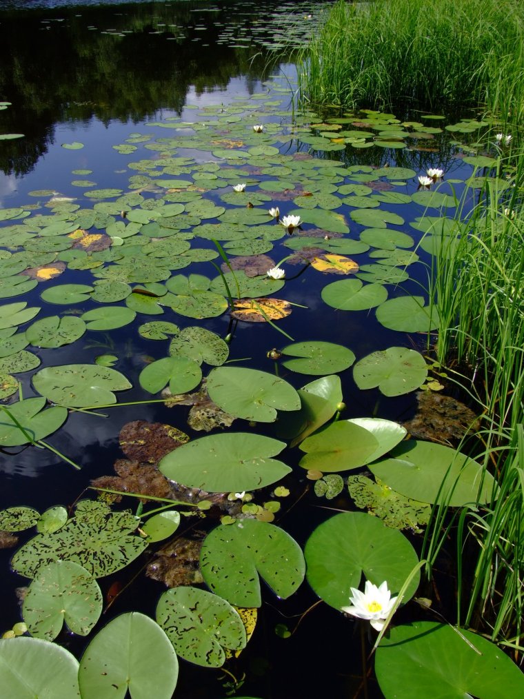 Растения рек