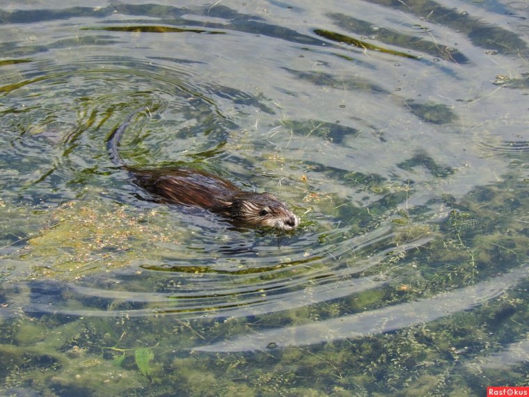 Ондатра Озерная