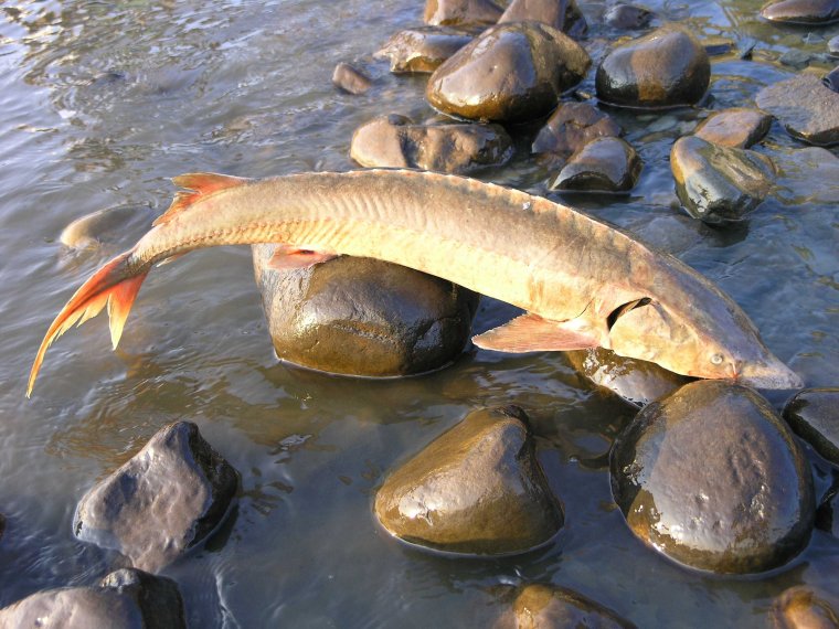 Сибирский осетр на реке Лена
