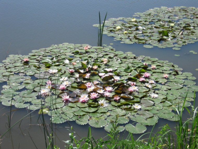 Водные растения Подмосковья