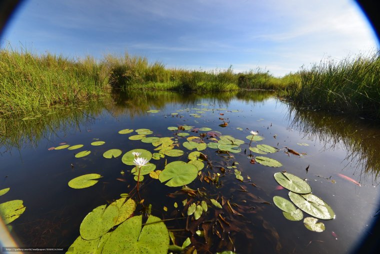 Растения реки Клязьма