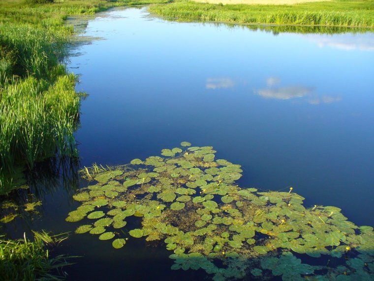 Природа Курской области