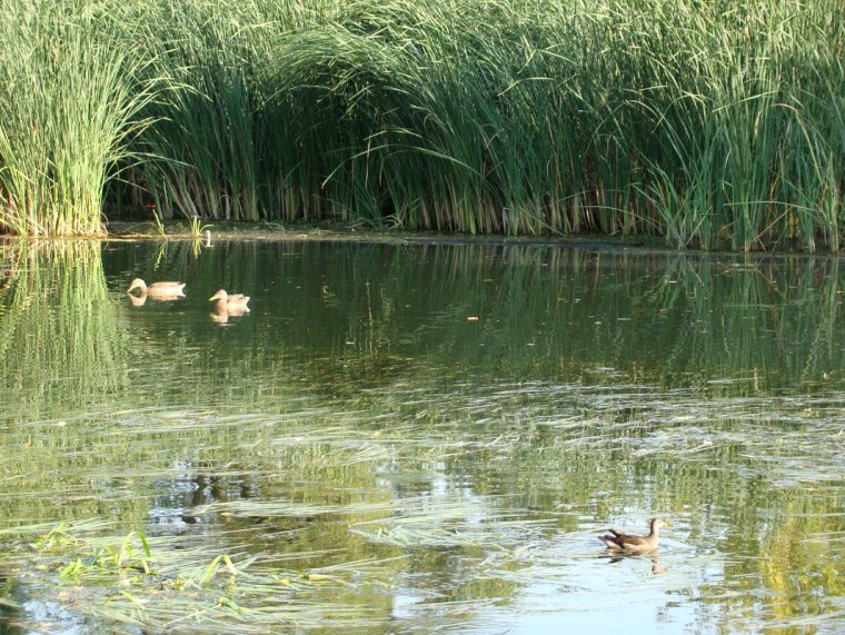 Река Валуй Белгородской области