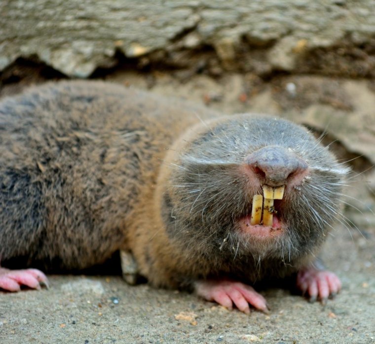 Слепыш Крот слепыш