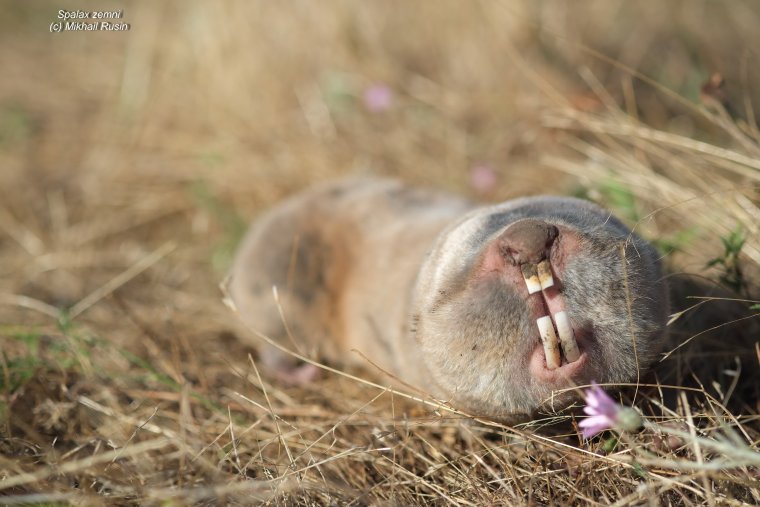 Ареал гигантского слепыша