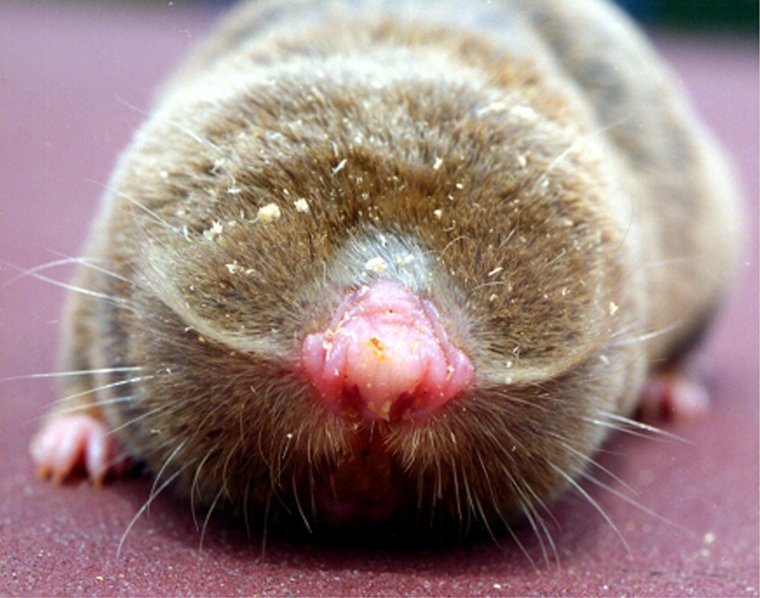 Когда снова будут слепыш кавай