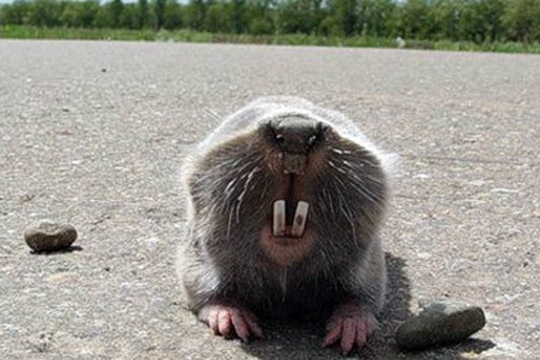 Слепыш Керри